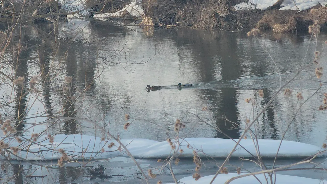 Маргарита Орлова