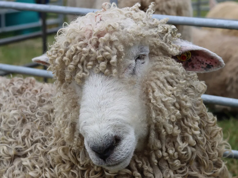 Фото: istockphoto.com/Francesca Leslie