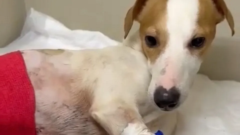 Фото: Луховицкий ветеринарный центр