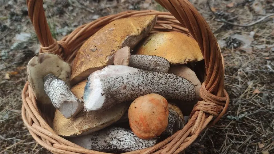 Фото: МедиаБанк Подмосковья/Анастасия Хренкова