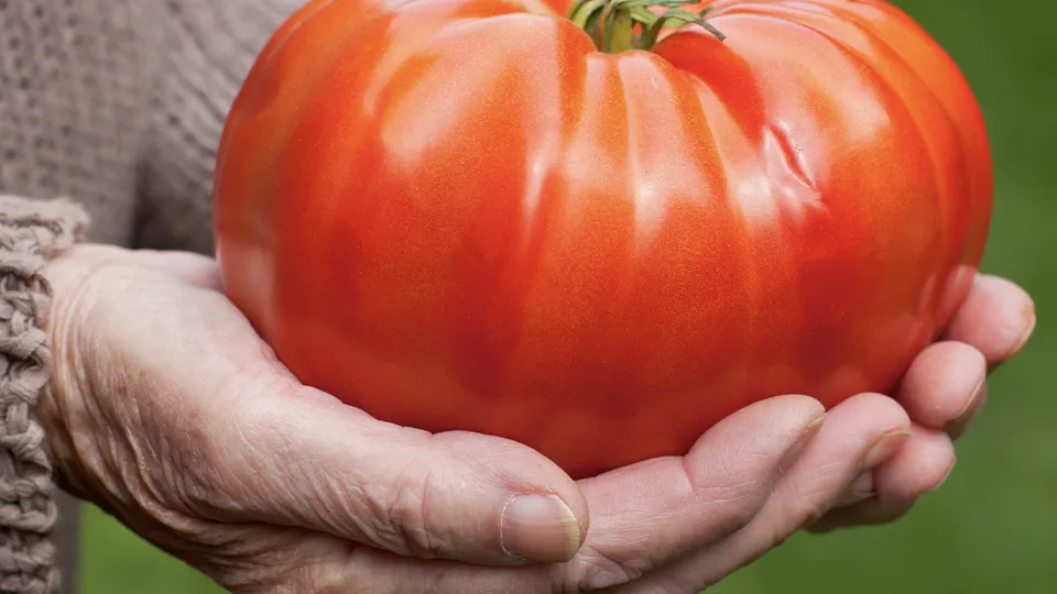 Фото: istockphoto.com/Ocskaymark