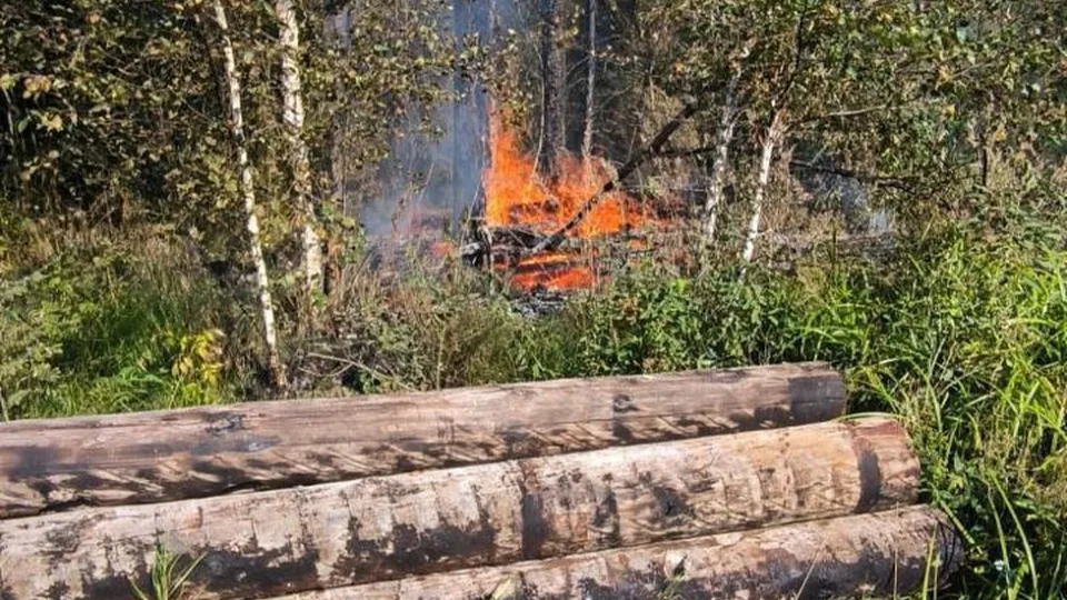 Фото: Комитет лесного хозяйства  Московской области