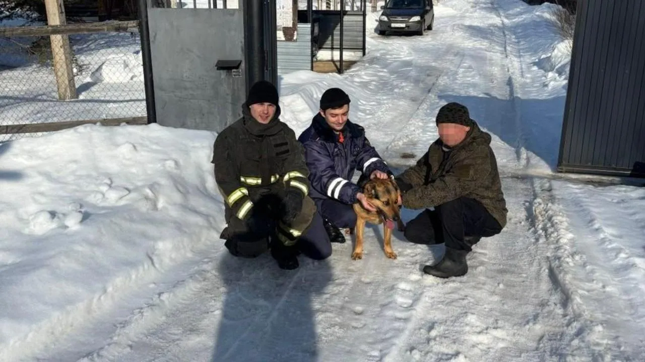 В Волоколамске спасли сторожевого пса, который застрял в цепи
