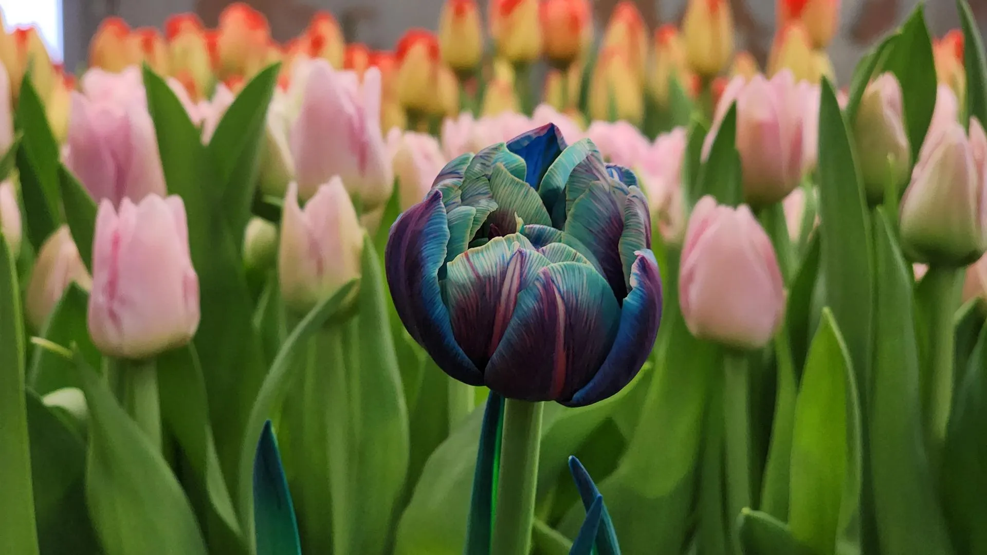 МедиаБанк Подмосковья/Екатерина Данилина