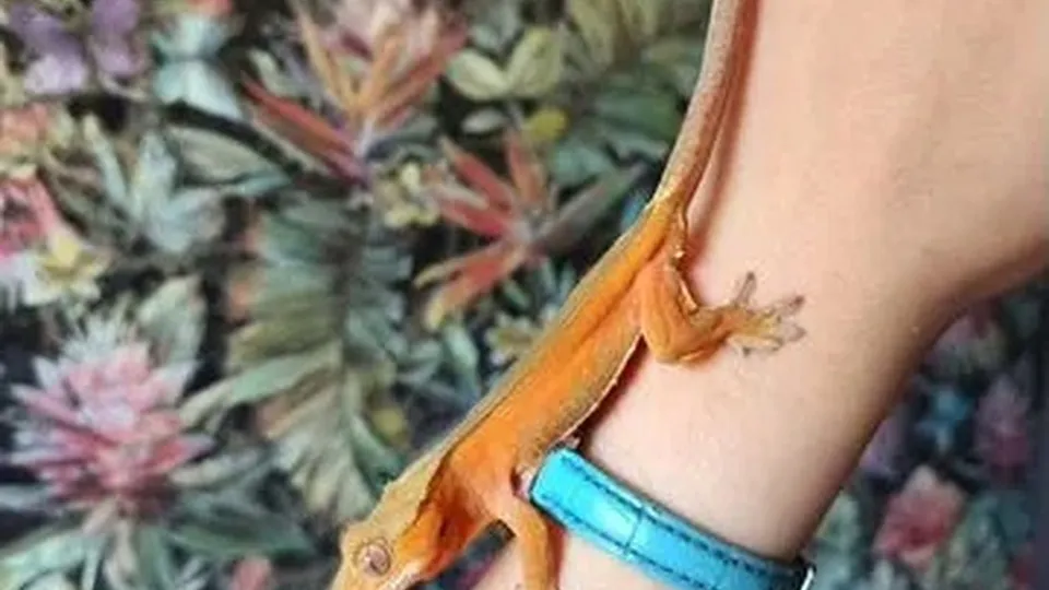 Фото: городская доска объявлений