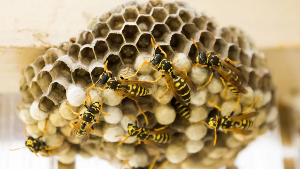 Фото: pxhere.com