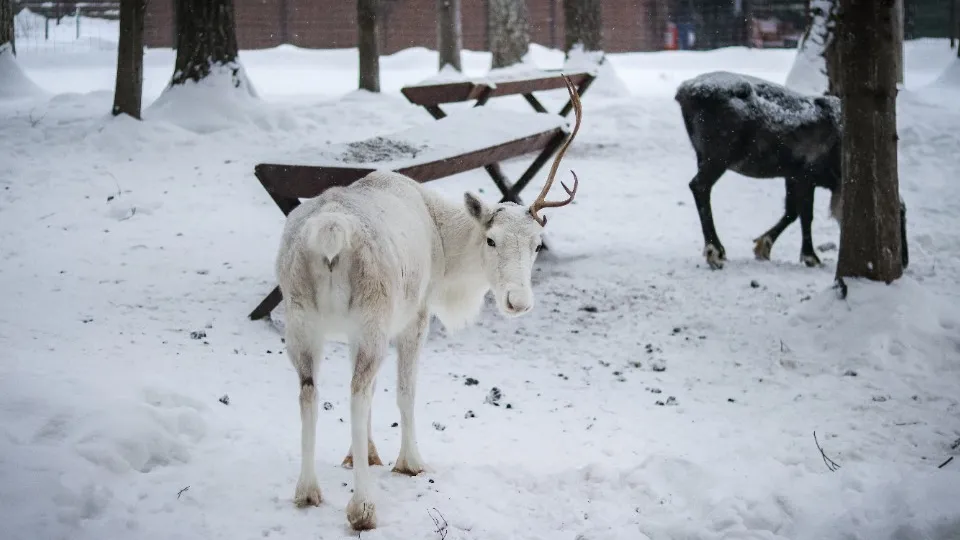 Фото: МедиаБанк Подмосковья/Данила Кирьянов