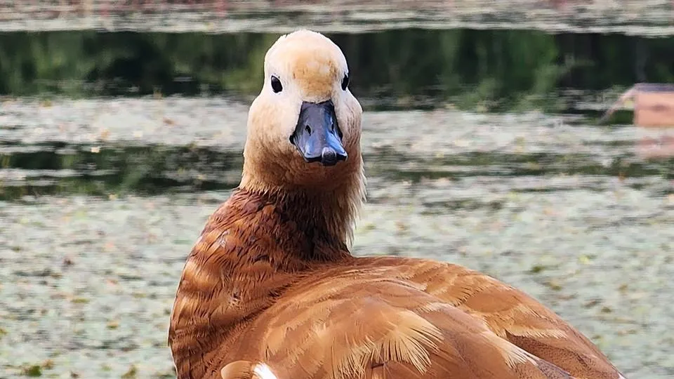 МедиаБанк Подмосковья