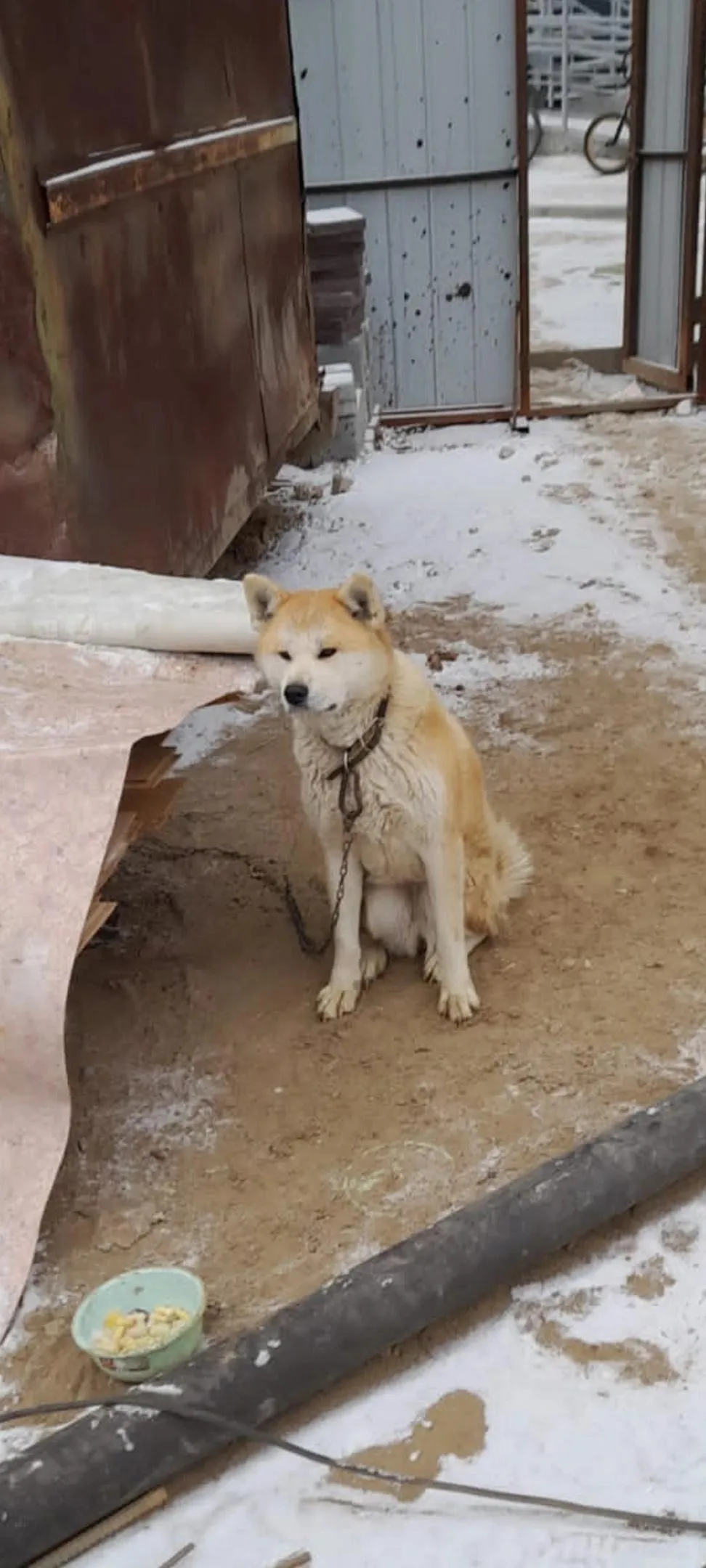 Фото: Породная группа помощи АКИТА ИНУ / ВКонтакте