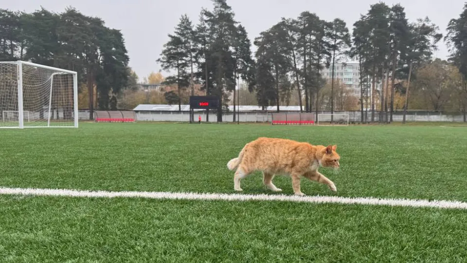 Фото: из архива стадиона «Торпедо» Центра развития физической культуры, спорта и отдыха
