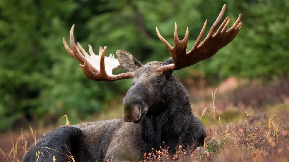 Фото: pxhere.com