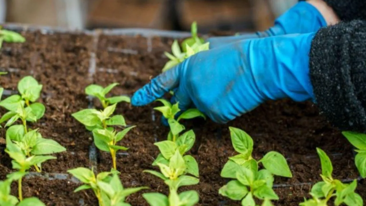 медиасток.рф