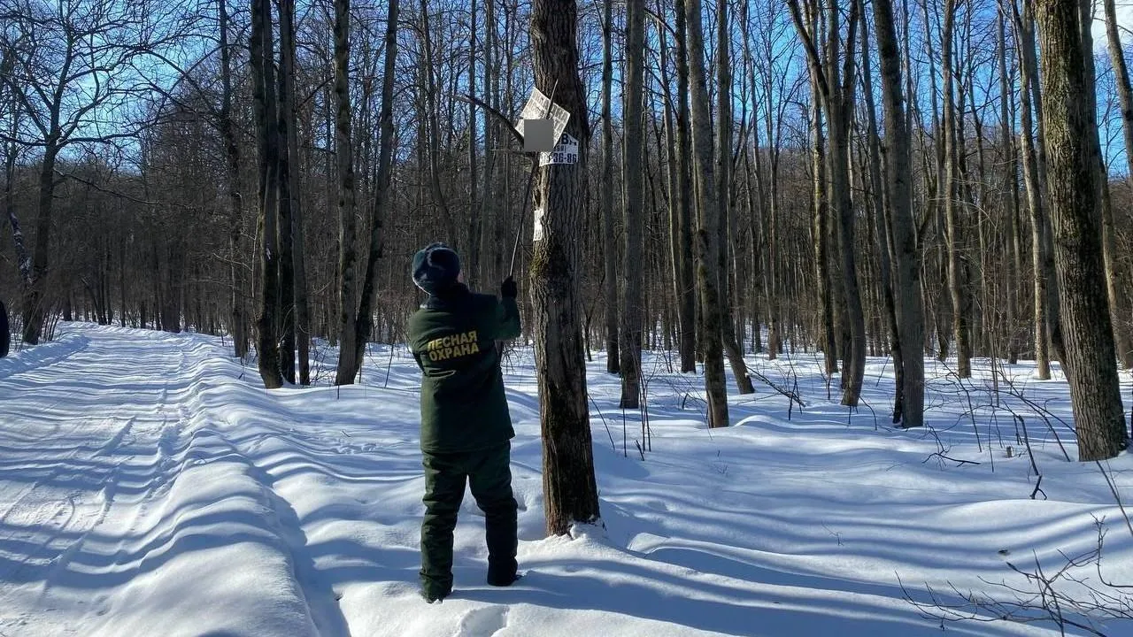 Комитет лесного хозяйства Московской области