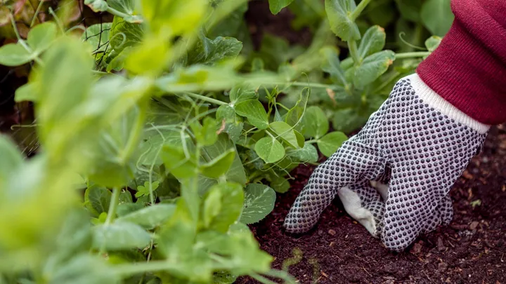 Фото: freepik.com