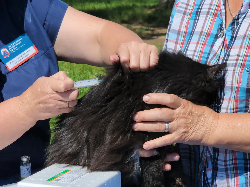 Фото: МедиаБанк Подмосковья/Роман Кутузов