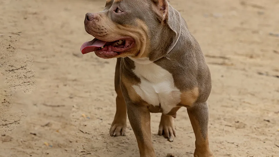 Фото: istockphoto.com/Andrey Kanyshev