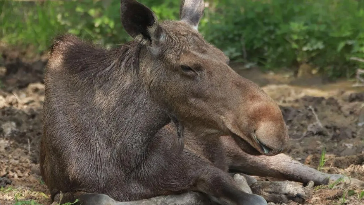 Фото: Минэкологии МО