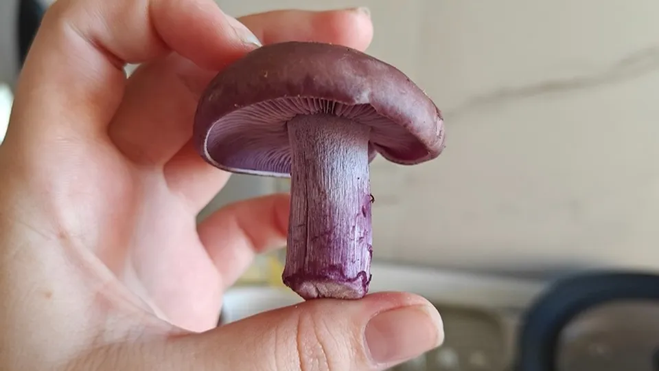 Фото: Вера Комова