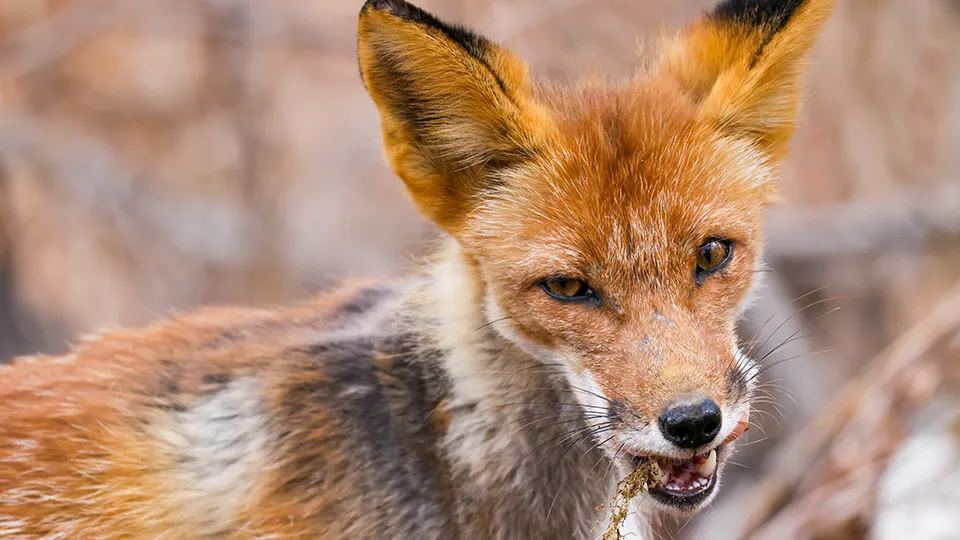 Фото: ТАСС/Юрий Смитюк