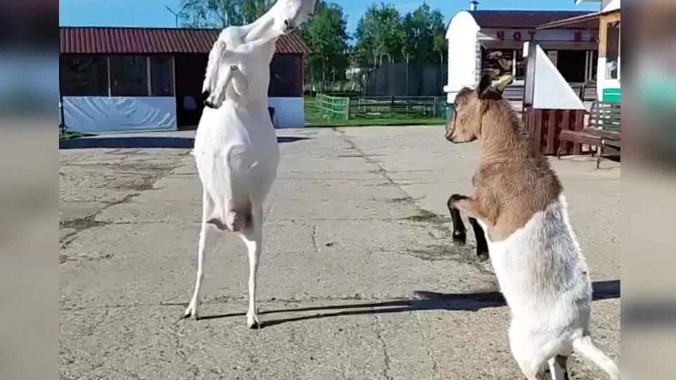 Фото: t.me/parkshihovo