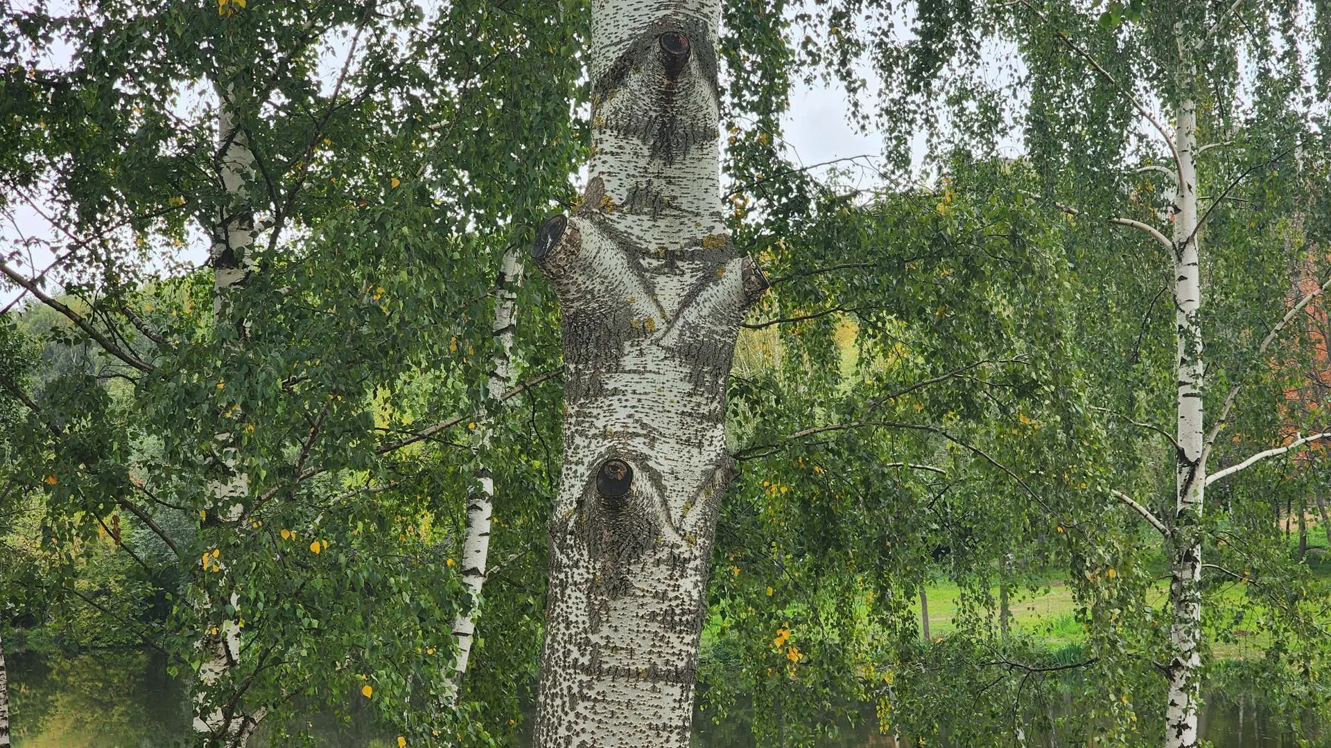 Роман Савельев