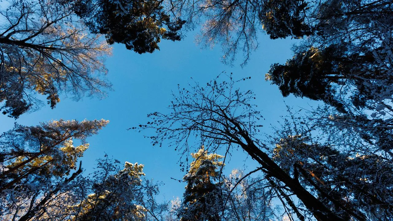 В Подмосковье в 2026 году проведут лесовосстановление на площади 10,6 тыс. га