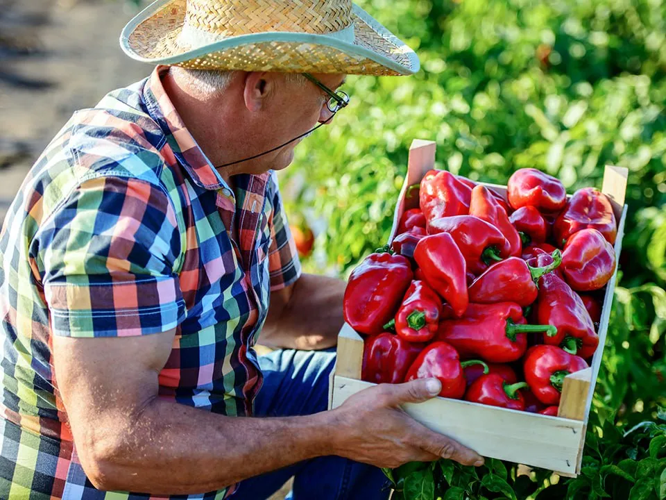 Фото: istockphoto.com/Bobex-73