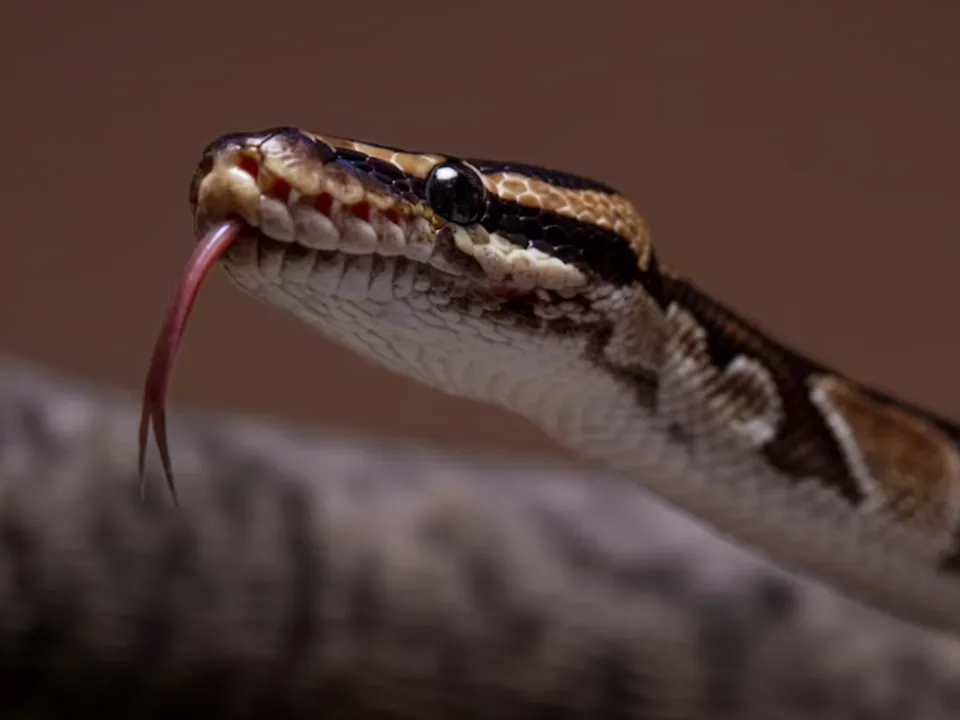 «Две красные точки, следы от клыков»: выяснилось, как можно распознать укус ядовитой змеи