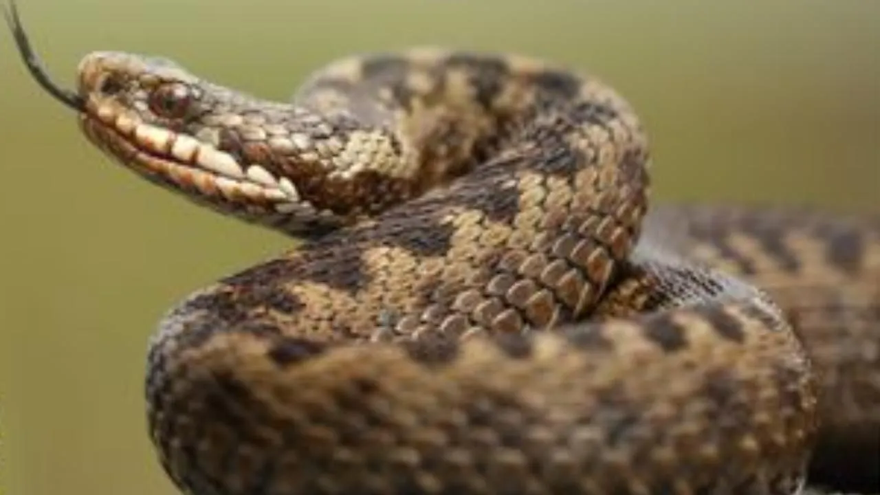 медиасток.рф