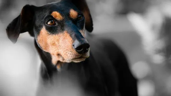 Фото: pxhere.com/ru/