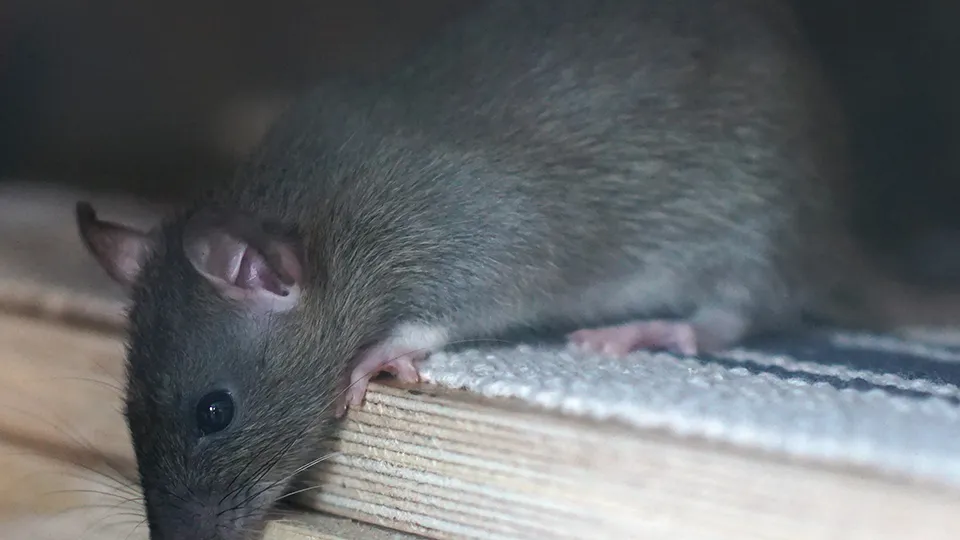 Фото: pxhere.com