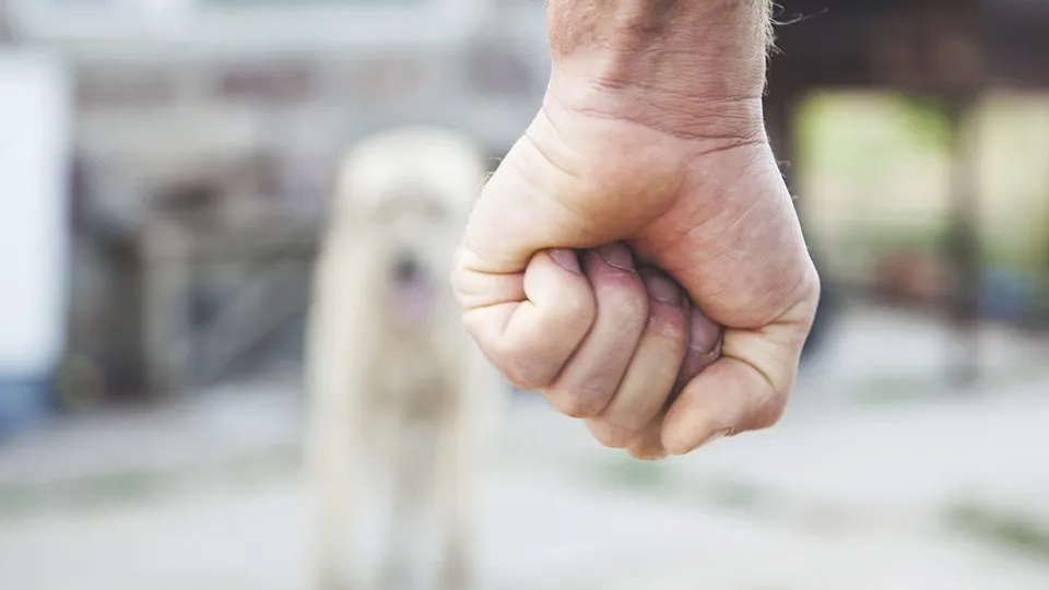 Фото: istockphoto.com/Vahe Aramyan