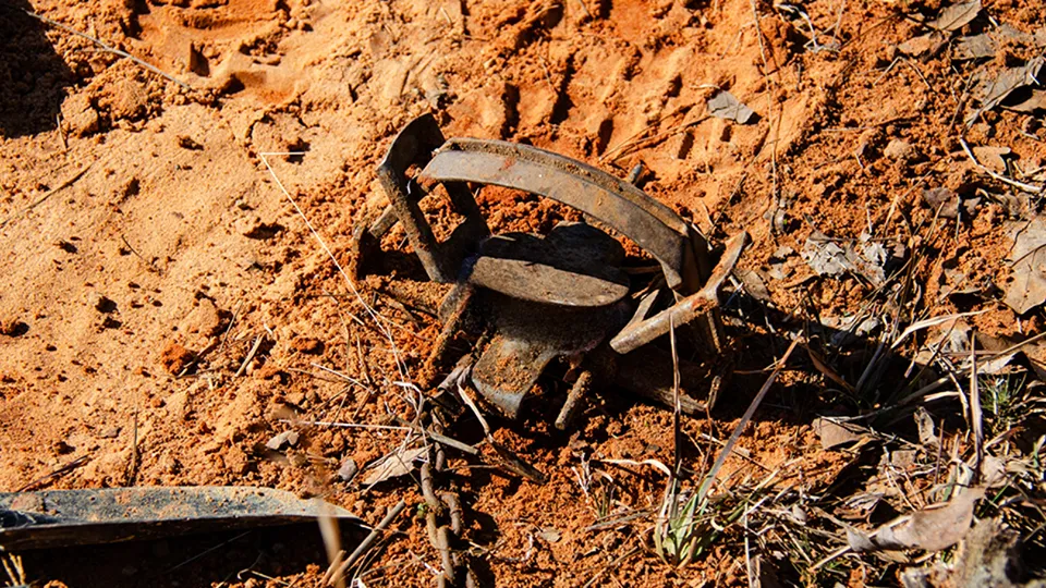 Фото: istockphoto.com/HildeAnna