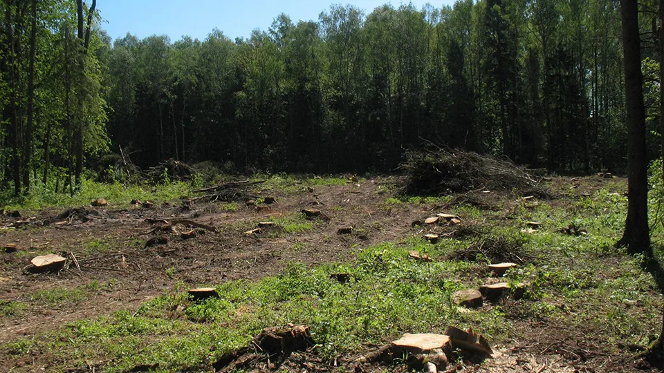 Фото: Комитет лесного хозяйства Московской области