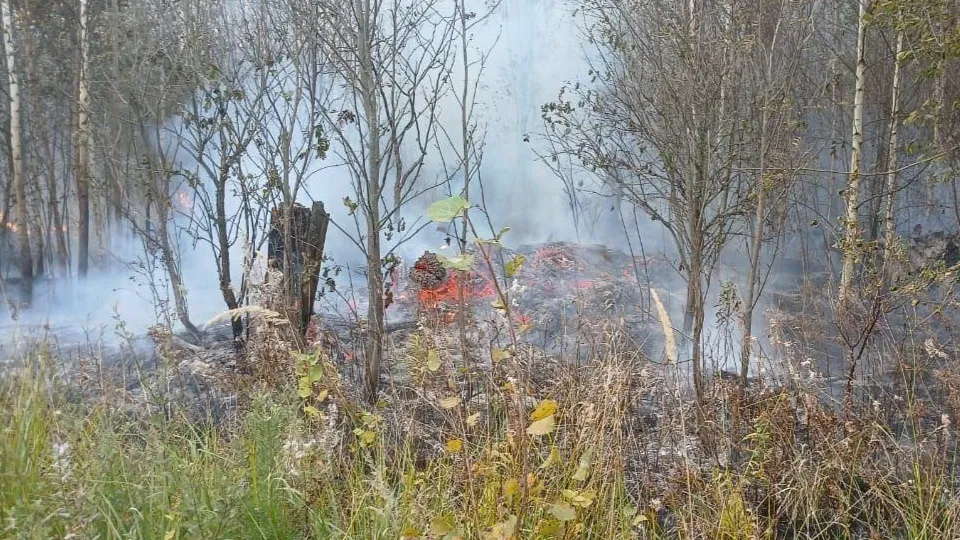 Фото: Комитет лесного хозяйства МО