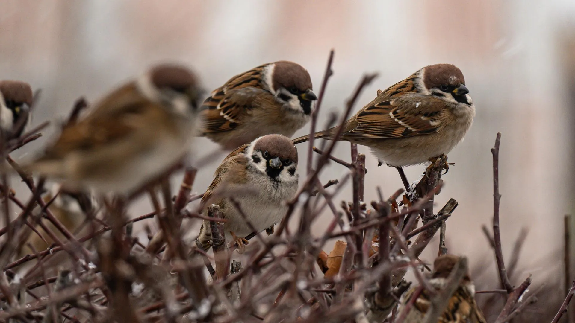 Ruslan Yarocky/URA.RU