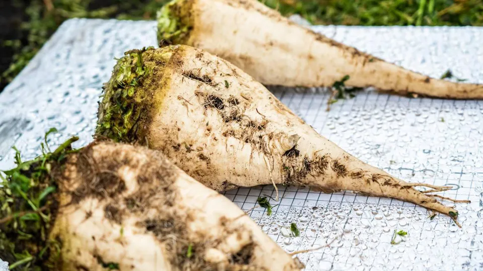 Фото: Компания «Щелково Агрохим»