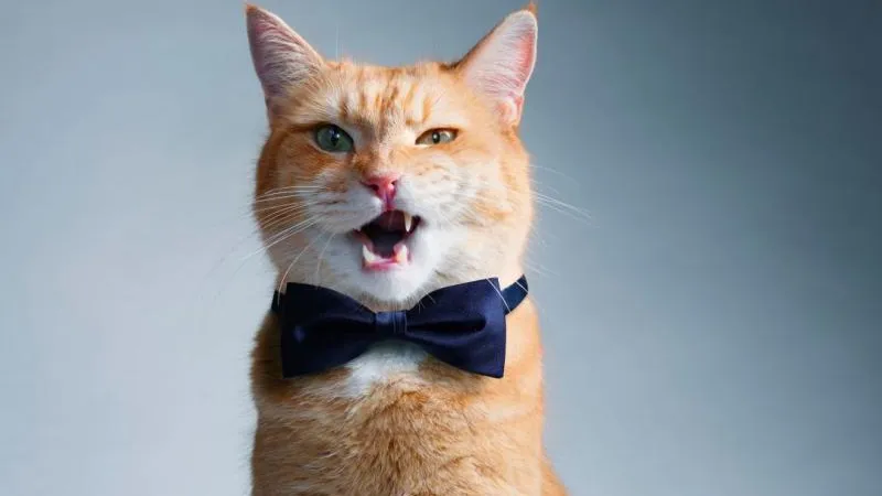 Звезды шоу-бизнеса отметили День кошек 