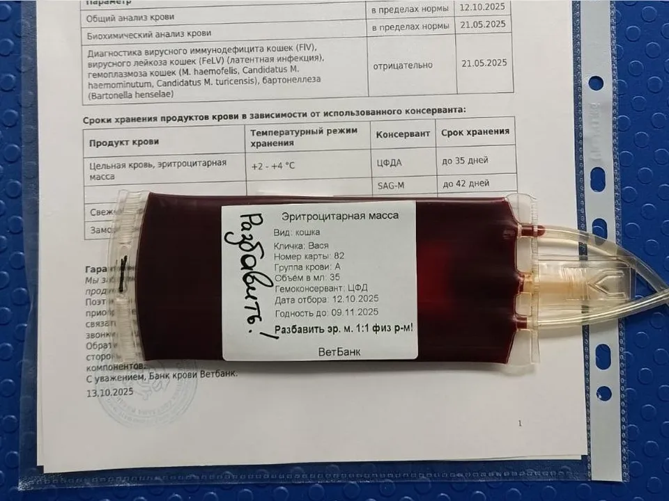 Фото: t.me/kusochekschastya_ru