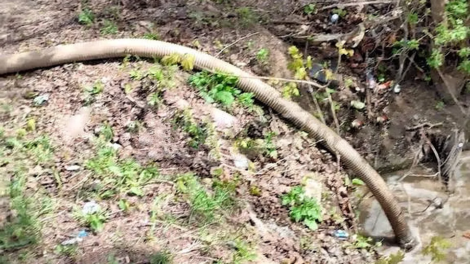 Фото: соцсети