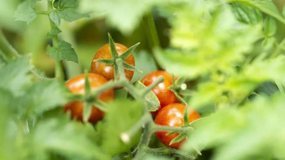 Фото: freepik.com