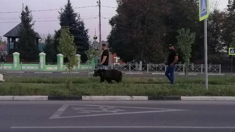 В Озерах по центру города разгуливает медведь, над которым издеваются хозяева