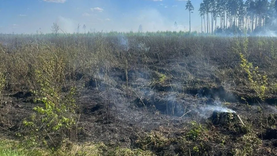 Комитет лесного хозяйства Московской области