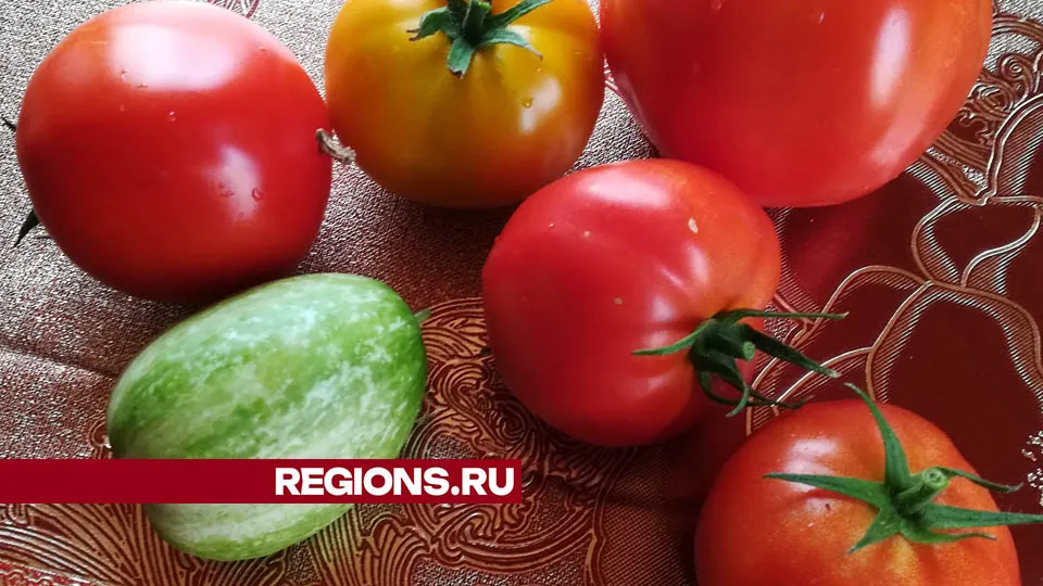 Фото: Дмитрий Кравцов