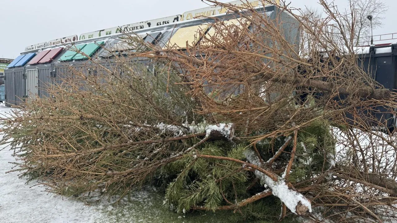 В январе в Подмосковье стартует акция «Сдай елку на переработку»