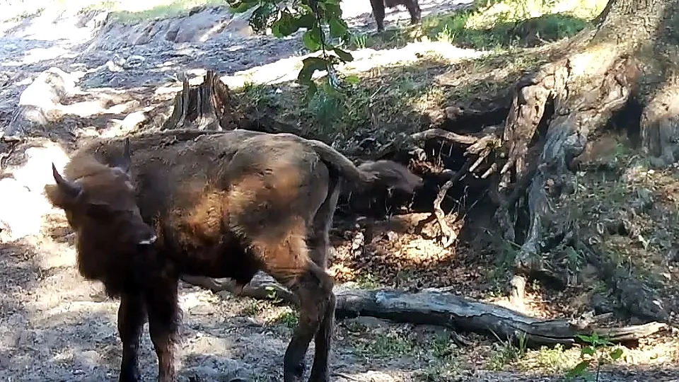 Фото: Приокско-Террасный заповедник