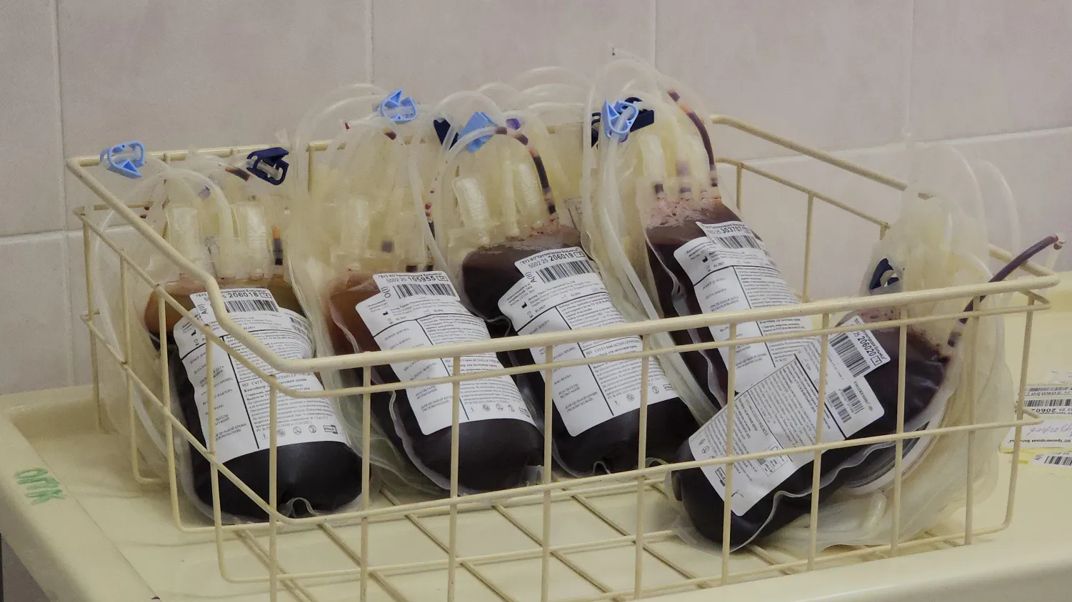 Фото: REGIONS/Артем Мишуков