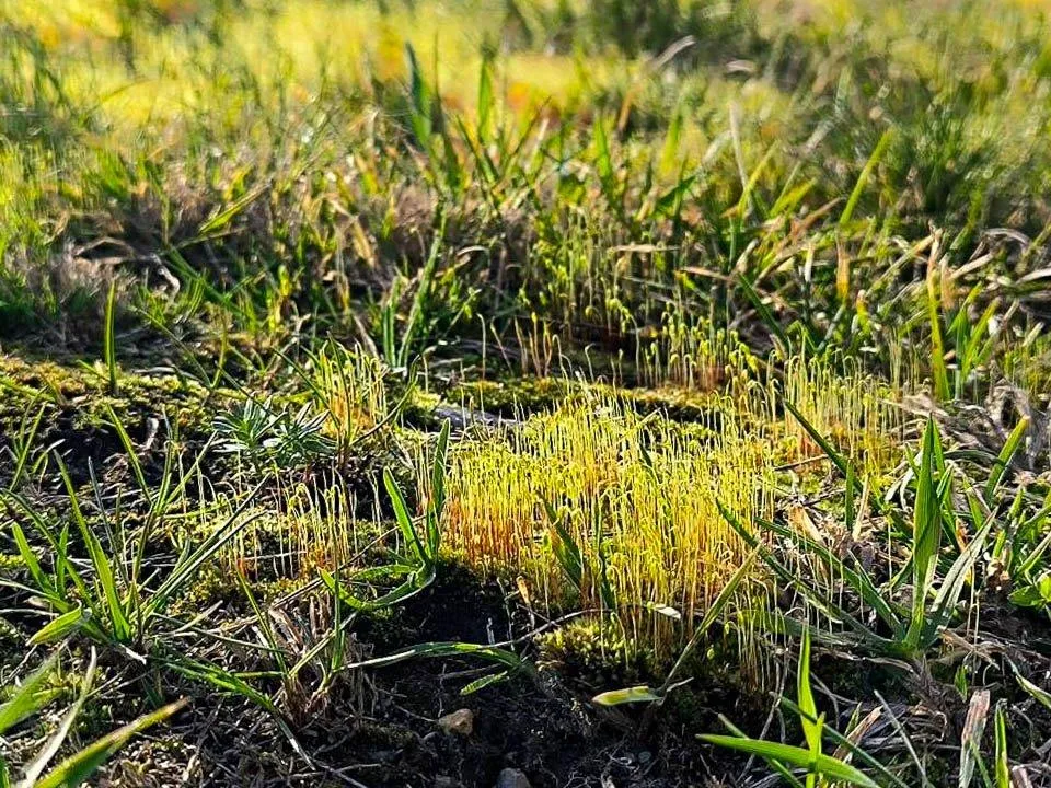 Погода в Подмосковье на выходные: потепление до +16, но дожди и гололедица испортят планы