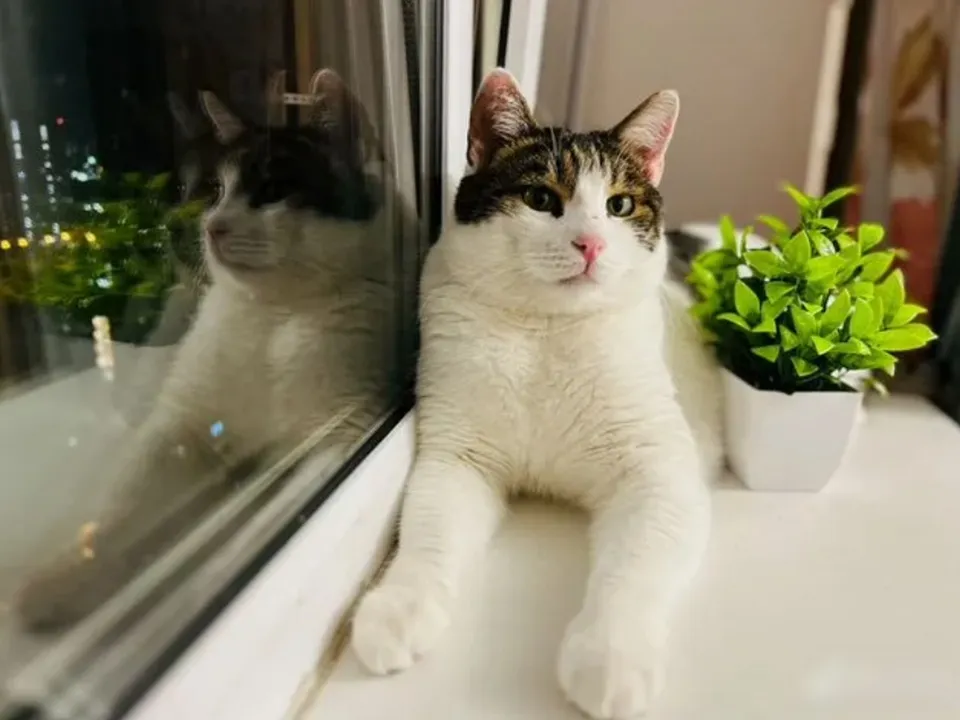 Фото: городская доска объявлений