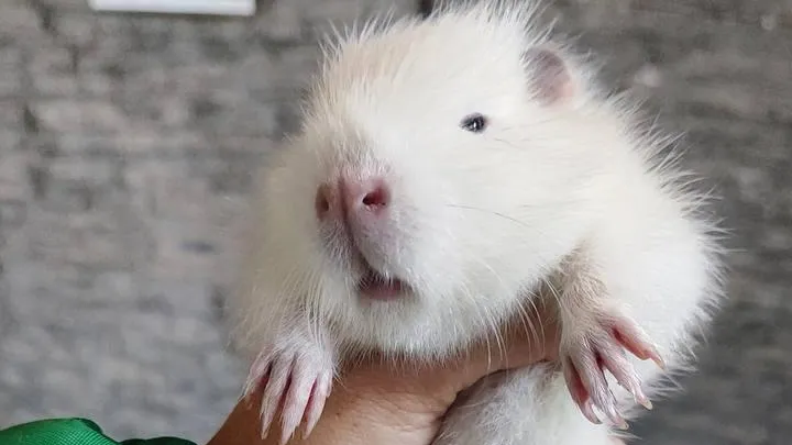 Пресс-служба Минсельхозпрод МО